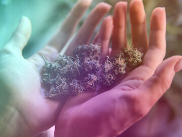 Arthritis Patients Report Improvements Following Use of Plant-Derived CBD