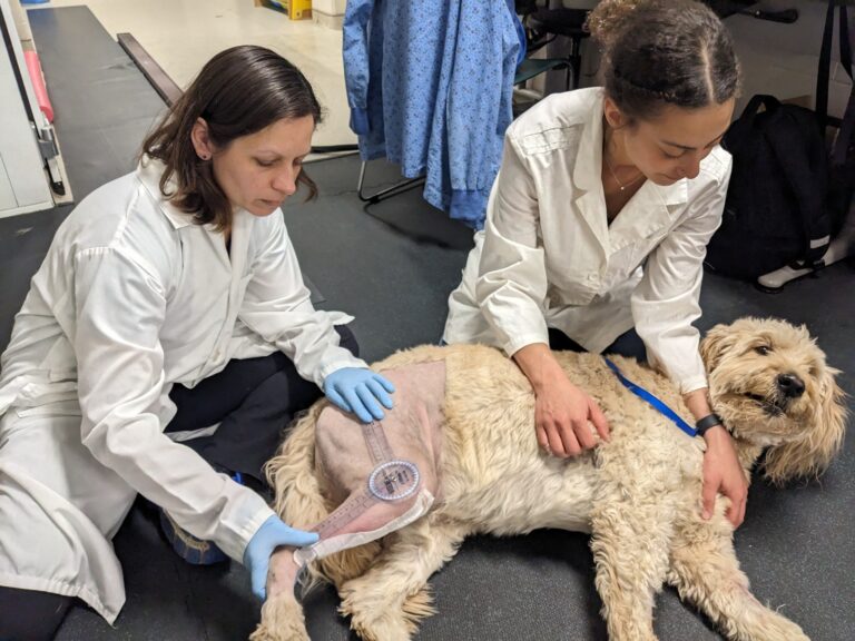 Morris Animal Foundation Studying CBD's Post-Op Effect on Dogs