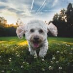 NASC announces successful tolerability study of cannabidiol products in healthy dogs