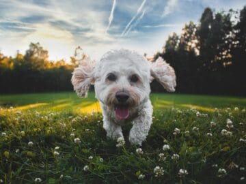 NASC announces successful tolerability study of cannabidiol products in healthy dogs