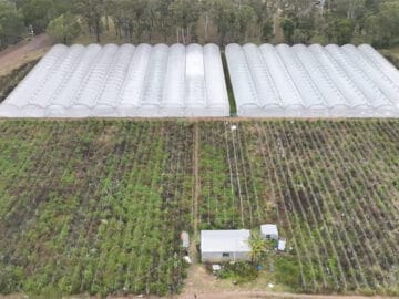 Rural Queensland Farm Raid Sparks $23.1m Cannabis Bust