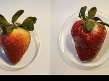 An Edible CBD Coating Could Extend the Shelf Life of Strawberries