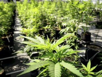 Gov. Walz To Sign Bill Legalizing Marijuana In Minnesota