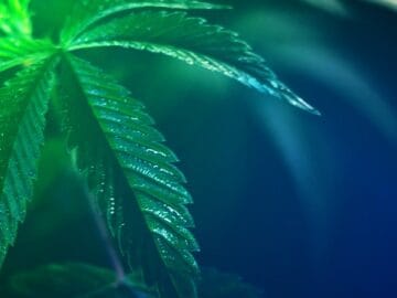 Gov. Walz Signs Bill Legalizing Recreational Cannabis In Minnesota