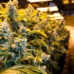 Patients With Unmet Mental Health Needs Are Turning To Medicinal Cannabis