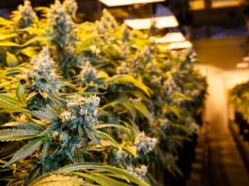 Patients With Unmet Mental Health Needs Are Turning To Medicinal Cannabis