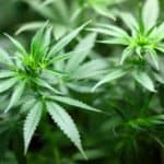 Duo Set Up Cannabis Farm At House In Bradfords Broadstone Way