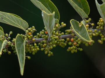 Scientists Find Cannabis Compound Inside A Totally Different Plant