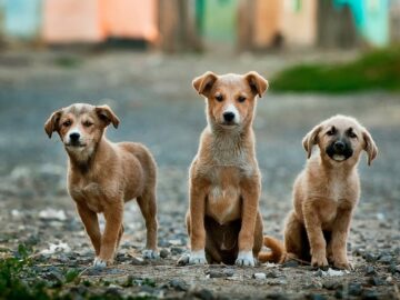 Can CBD Help Your Pet During Thunderstorms?