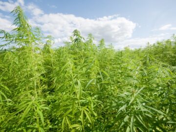 NDLEA Destroys 30.9 Hectares Of Cannabis Farms In Ondo, Other States