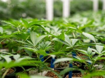 Missouri Micro Cannabis License Rules Limit Review Of Jail Data To 20 Years