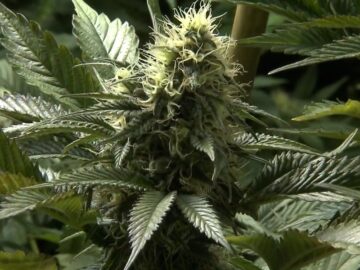 Judge Stays Medical Marijuana Licenses As Companies Argue Selection Process Was Flawed