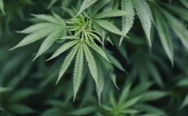 Progress Made In Hemp, Cannabis Sector Policy