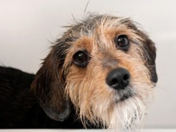 Helping Keep Our Pets Calm During the Storm of Fireworks