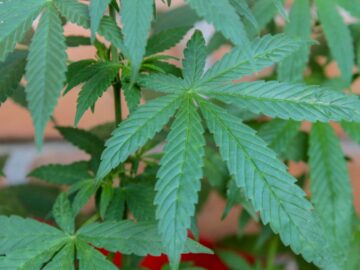 Recreational Cannabis Not A Free For All: Elrich, Police Emphasize Caution
