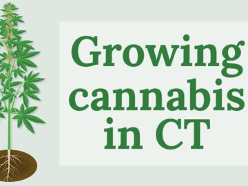 What You Need To Know About Growing Recreational Cannabis In Connecticut