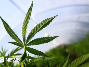 Jersey Hemp shuts over legality row with UK
