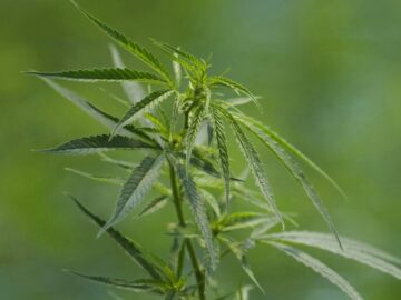 The Rules And Regulations For Recreational Cannabis 5 The Rules And Regulations For Recreational Cannabis