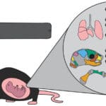 The Impact of Vaping Nicotine on Fetal Development: What Expectant Mothers Should Know 3 Study Shows Vaping Nicotine While Pregnant May Impact Fetal Development