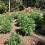 California Cracks Down Further On Illegal Cannabis Operations 4 California Cracks Down Further On Illegal Cannabis Operations