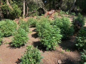 California Cracks Down Further On Illegal Cannabis Operations