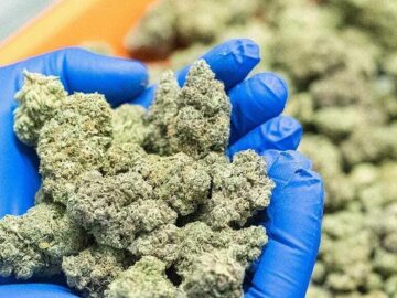 Ghana Approves Cannabis Cultivation For Industrial And Medical Purposes