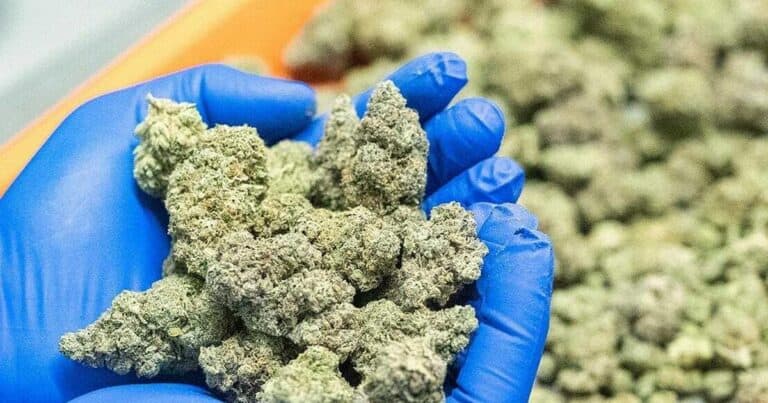 Ghana Approves Cannabis Cultivation For Industrial And Medical Purposes