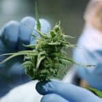 Cannabis Banking Bill Will Widen Access To Banking Services