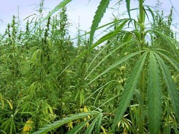 Lawmakers introduce bill to fully legalize CBD trade