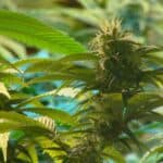 Medical Cannabis Poised To ‘flourish’ Within New Cannabis Era 3 Medical Cannabis Poised To ‘flourish’ Within New Cannabis Era