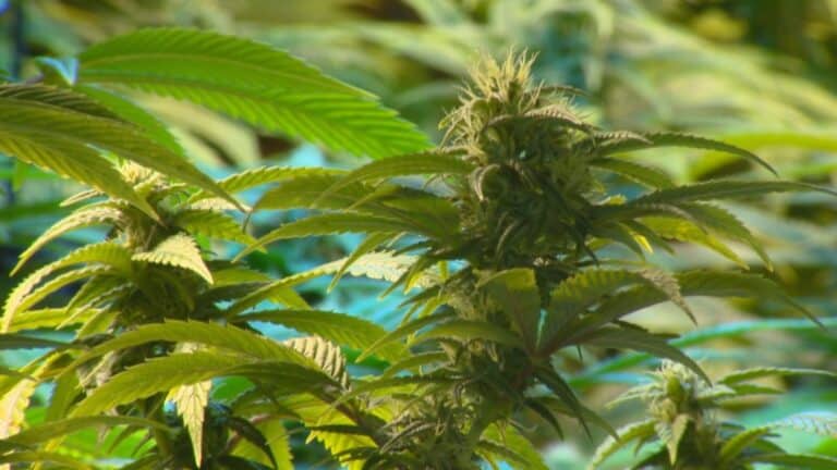 Medical Cannabis Poised To ‘flourish’ Within New Cannabis Era