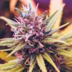 Cannabis Poisonings Rise After Legalization, New Review Concludes 4 Cannabis Poisonings Rise After Legalization, New Review Concludes