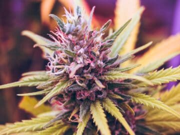 Cannabis Poisonings Rise After Legalization, New Review Concludes