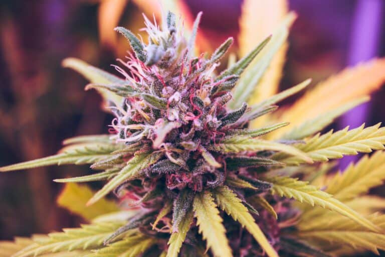 Cannabis Poisonings Rise After Legalization, New Review Concludes