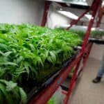 Bipartisan, bicameral group releases Request for Information on FDA regulation of CBD 4 Bipartisan, bicameral group releases Request for Information on FDA regulation of CBD