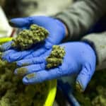 ‘Just Heartbreaking’: Cannabis Farmers File Lawsuit Against Zero-Tolerance Mold Rule 3 ‘Just Heartbreaking’: Cannabis Farmers File Lawsuit Against Zero-Tolerance Mold Rule