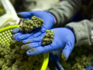 ‘Just Heartbreaking’: Cannabis Farmers File Lawsuit Against Zero-Tolerance Mold Rule