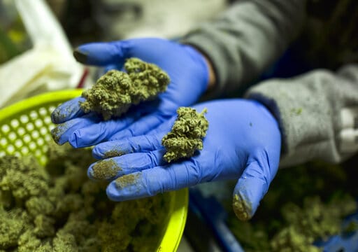 ‘Just Heartbreaking’: Cannabis Farmers File Lawsuit Against Zero-Tolerance Mold Rule