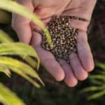 Dispensary workers scramble to keep up with demand of weed seeds 3 Dispensary workers scramble to keep up with demand of weed seeds