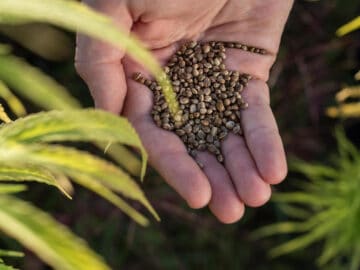 Dispensary workers scramble to keep up with demand of weed seeds