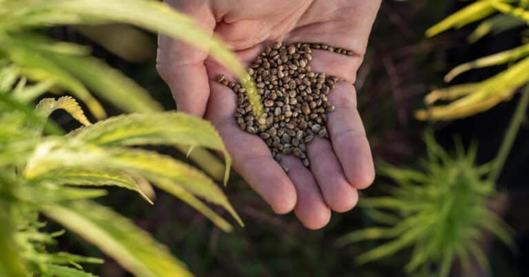 Dispensary workers scramble to keep up with demand of weed seeds
