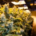 Cannabis And Meth Cheaper, More Cannabis Available, Drug Survey Finds