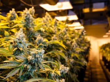 Cannabis And Meth Cheaper, More Cannabis Available, Drug Survey Finds