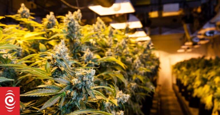 Cannabis And Meth Cheaper, More Cannabis Available, Drug Survey Finds
