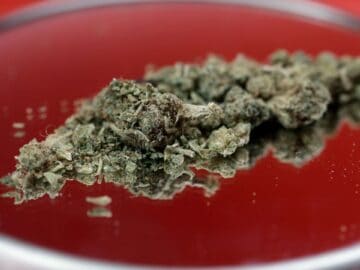 Temporary Order Bars New N.Y. Cannabis Licenses Under CAURD Program