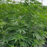 New York Hemp Manual: Growers' Guide to Success