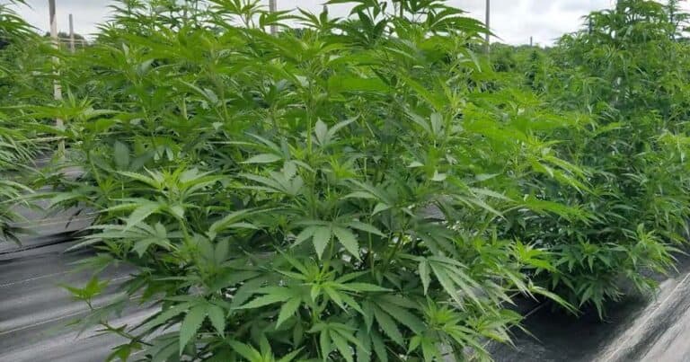 New York Hemp Manual: Growers' Guide to Success