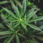 Germany Approves Landmark Bill To Liberalise Cannabis Use And Sale 3 Germany Approves Landmark Bill To Liberalise Cannabis Use And Sale