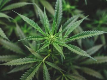 Germany Approves Landmark Bill To Liberalise Cannabis Use And Sale