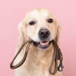 Pet company says your dog can earn $100 promoting CBD-infused peanut butter treats